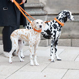 William Walker Leder Hundehalsband Amber (Orange)