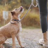 Paracord Dog Collar Hanseatic